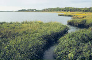 marshes.jpg