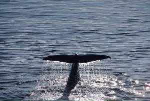 whalefluke.jpg