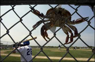 crabbaseball.jpg